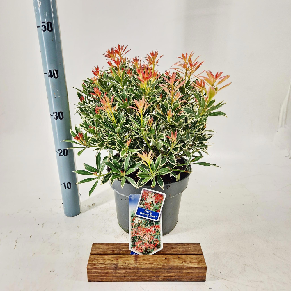 Pieris 'Flaming Silver'.