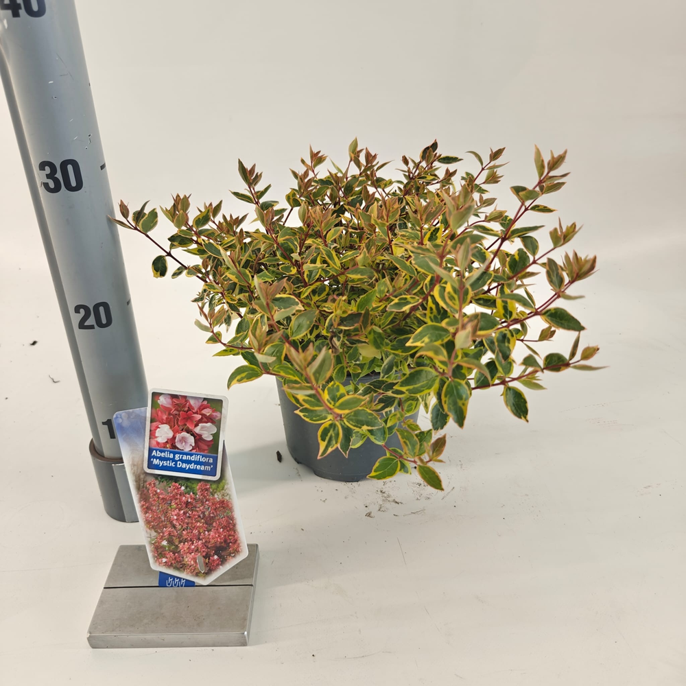 Abelia grandiflora 'Mystic Daydream'.