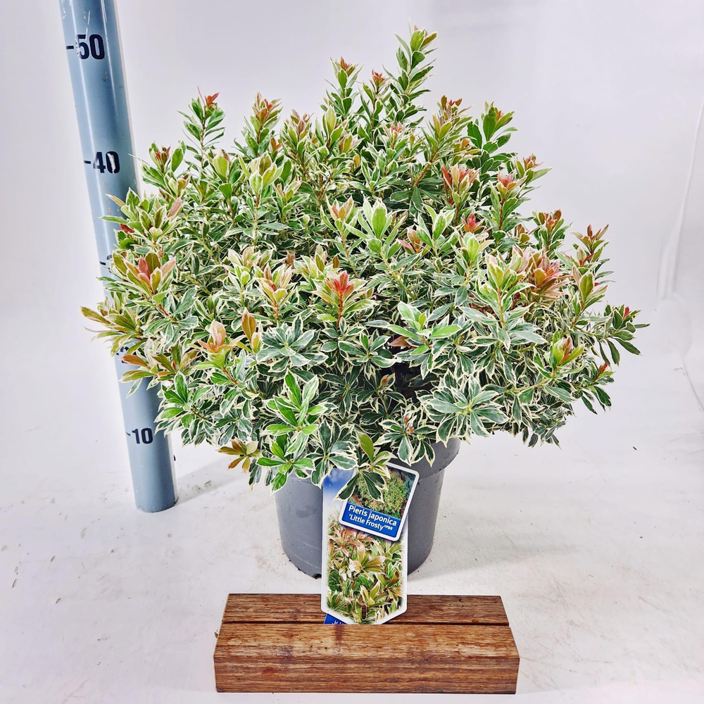 Pieris jap. ‘Little Frosty’ PBR.
