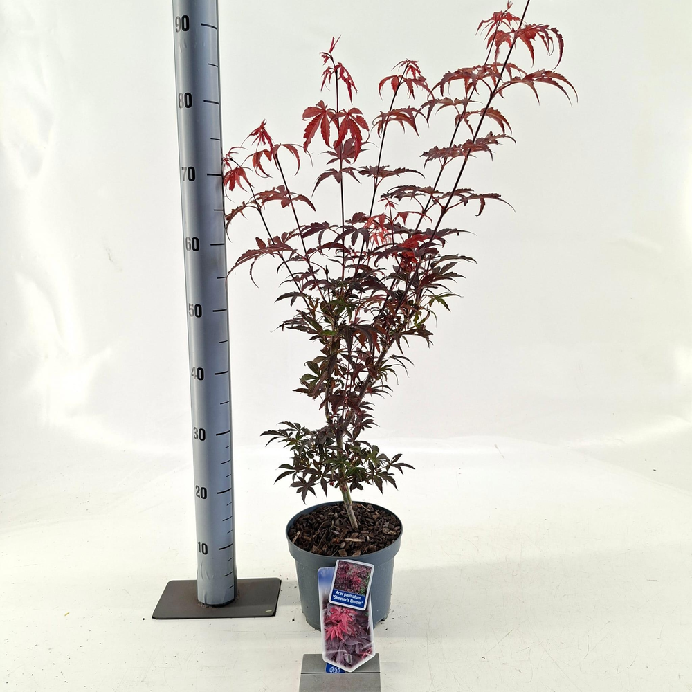 Acer pal. 'Skeeters Broom'.