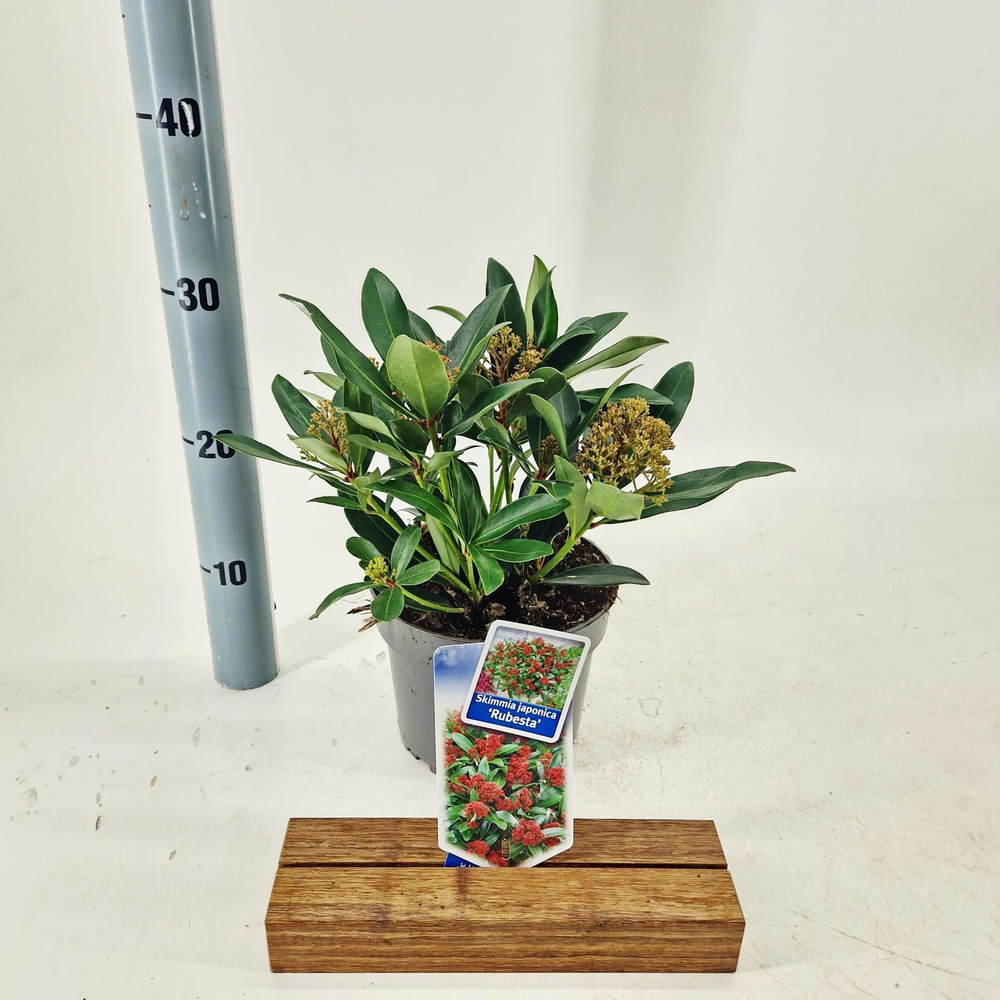 Skimmia jap. Rubesta® ('Moerings 3'PBR).