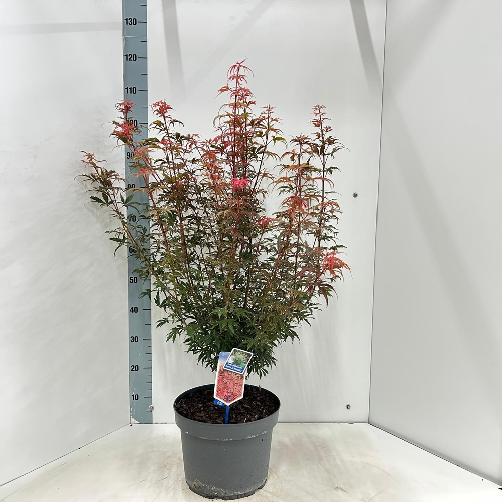 Acer pal. 'Jerre Schwartz'.