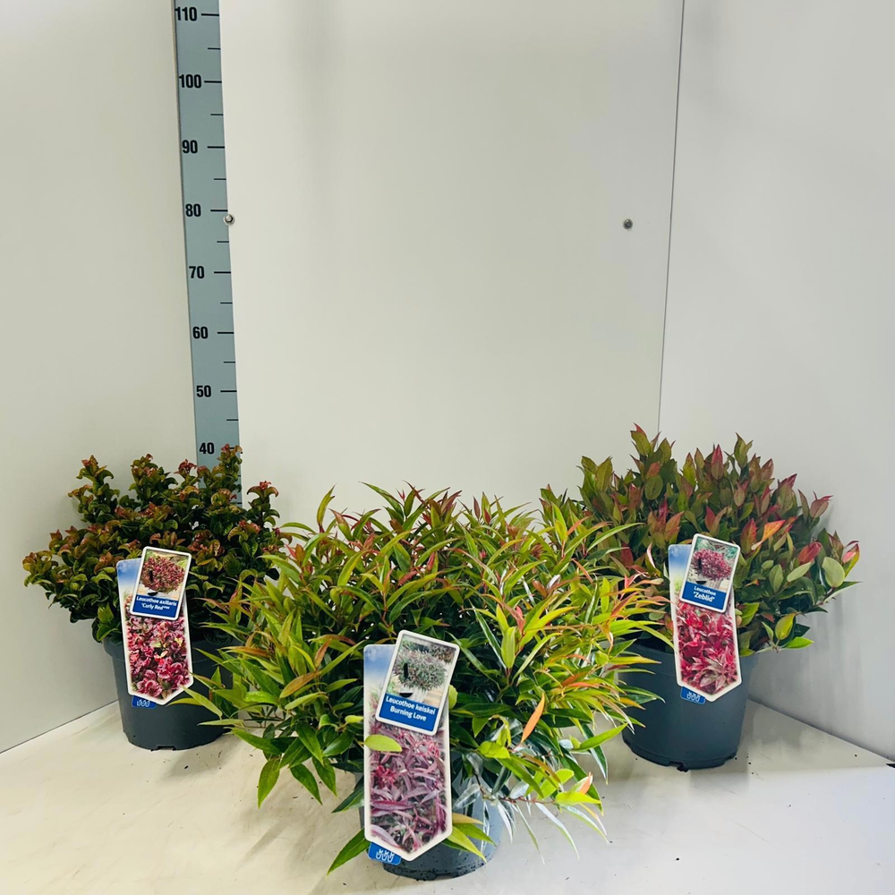 Leucothoë mix (minimum order one layer).