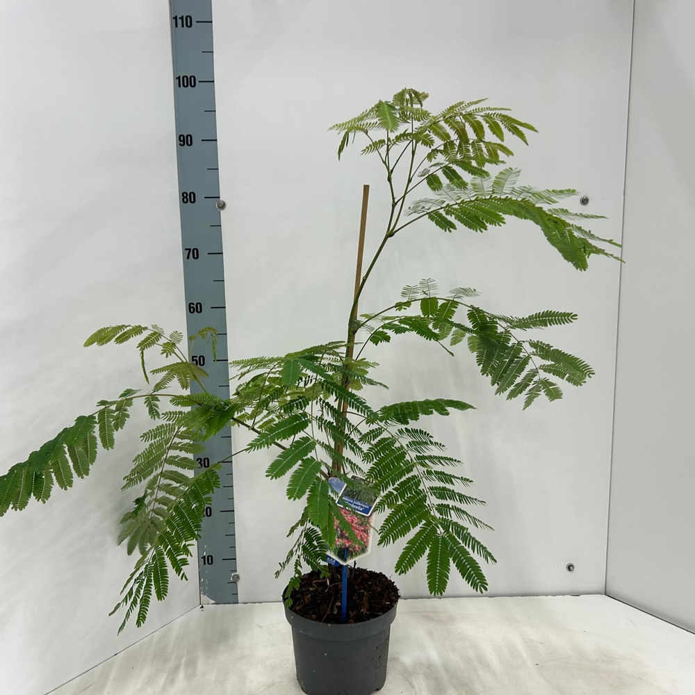 Albizia julibrissin Ombrella® ('Boubri'PBR).