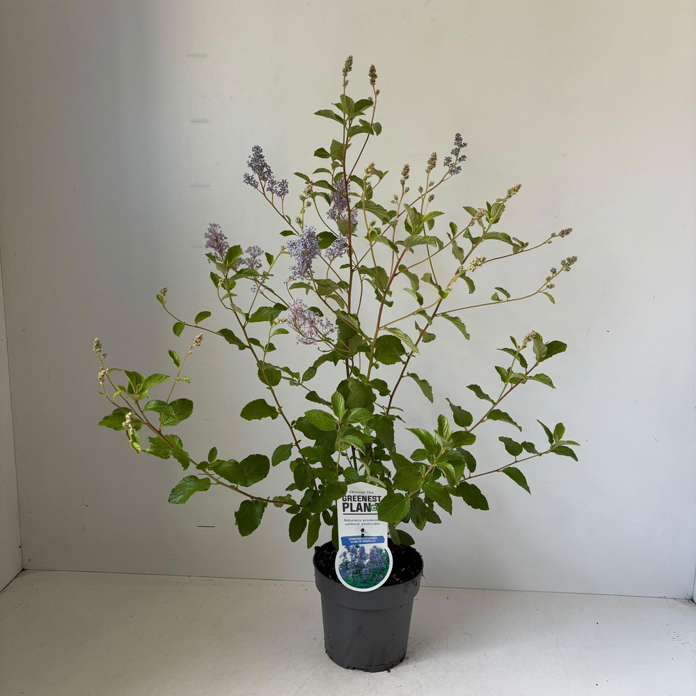 Ceanothus del. 'Gloire de Versailles'.
