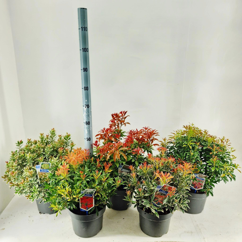 Pieris jap. in soorten (minimum order one layer).