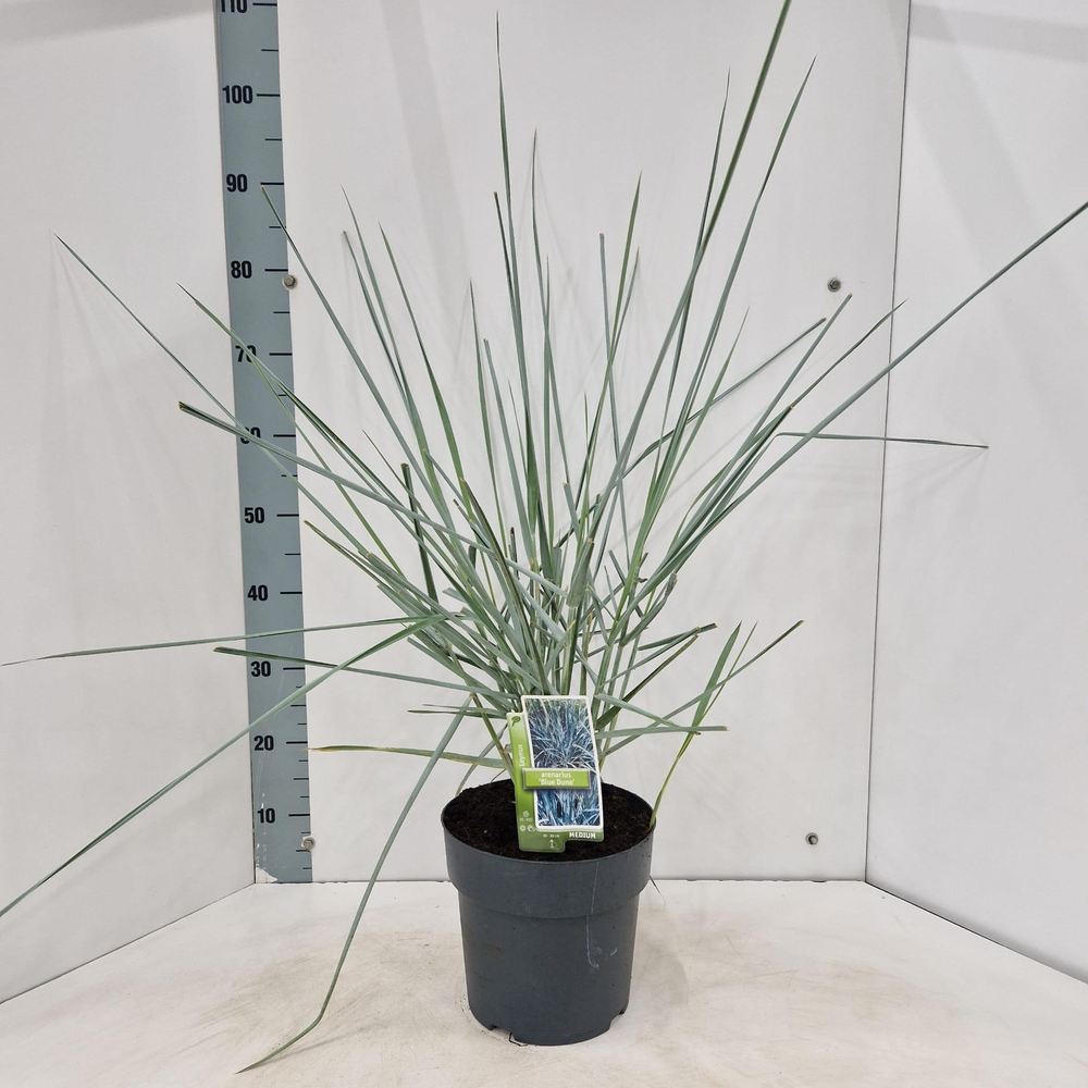 Leymus arenarius 'Blue Dune'.