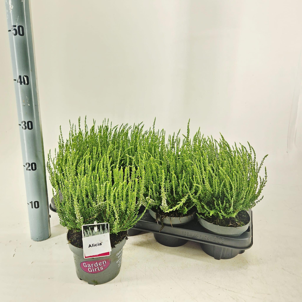 Calluna vulg. ‘Alicia’ (gg) PBR.
