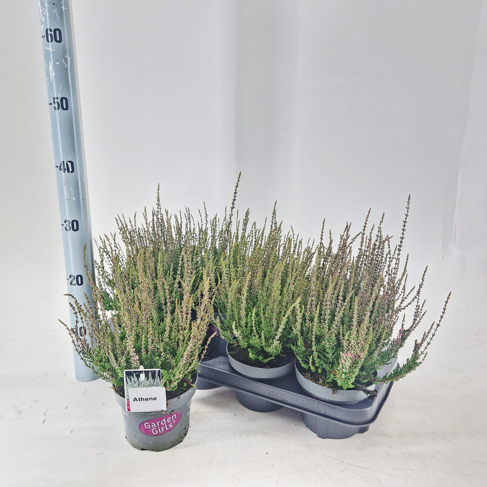 Calluna vulg. ‘Athene’ (gg) PBR.