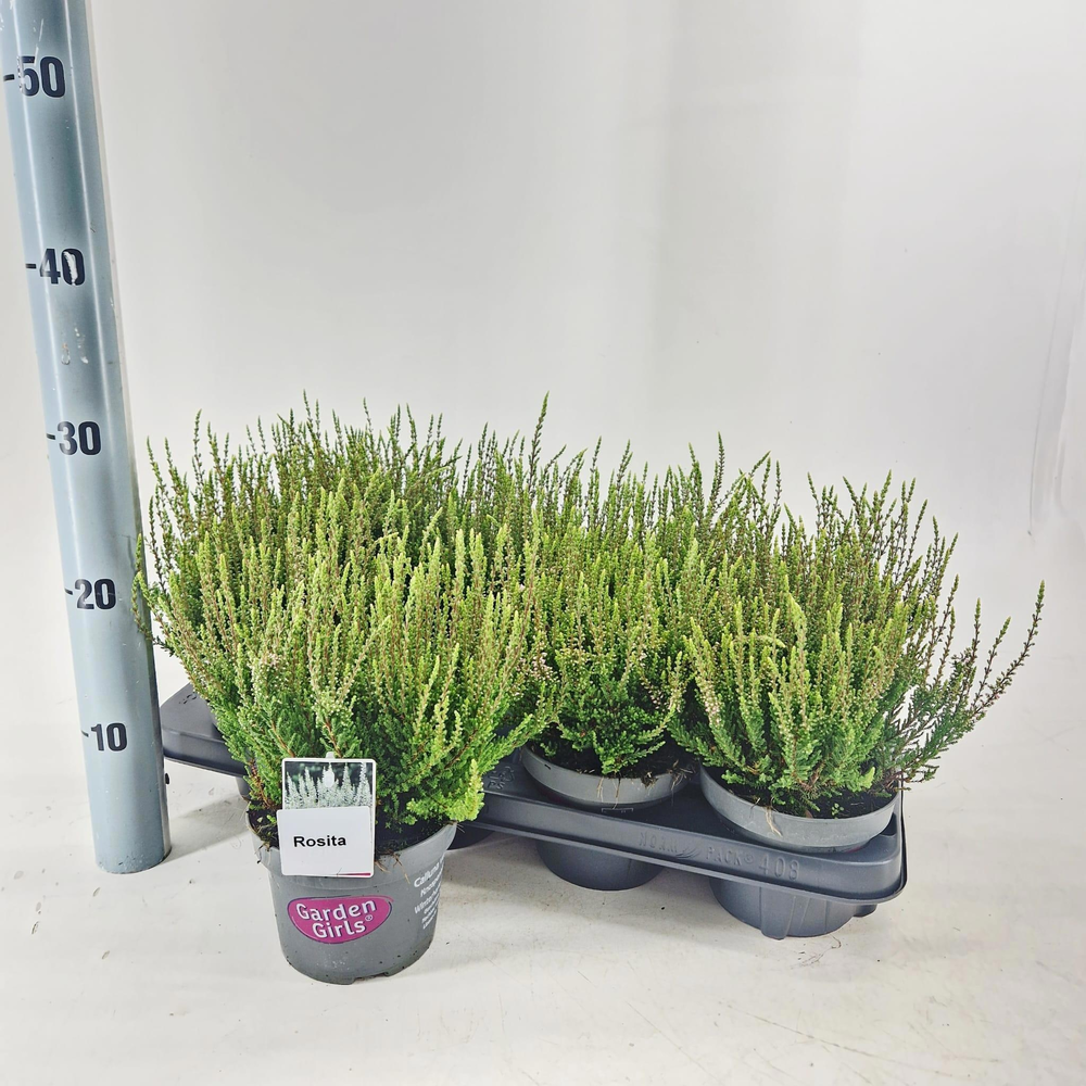 Calluna vulg. 'Rosita' (gg) PBR.