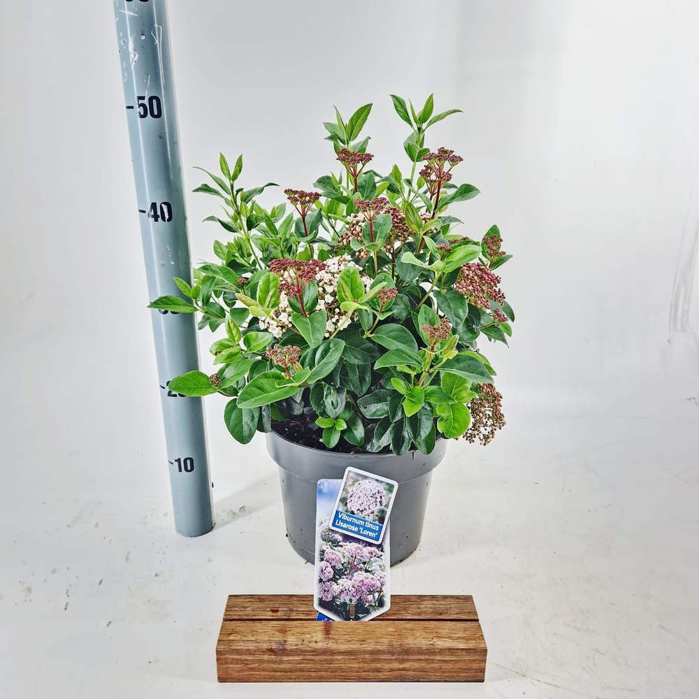 Viburnum tinus Lisarose ('Loren'PBR).