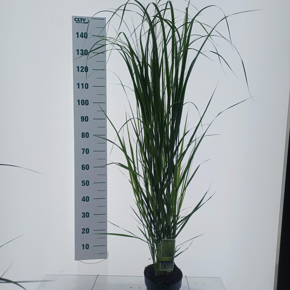 Panicum virgatum 'Northwind'.