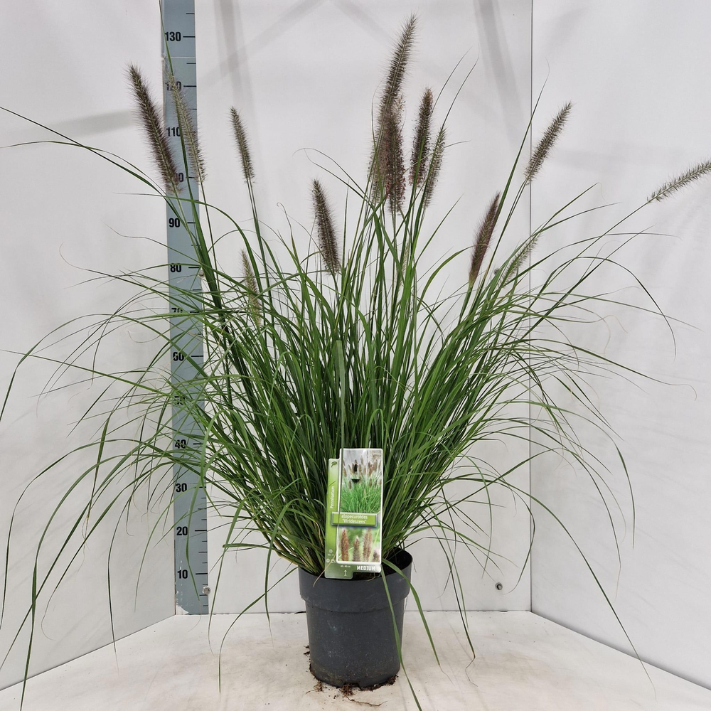 Pennisetum alopecuroides 'Viridescens'.