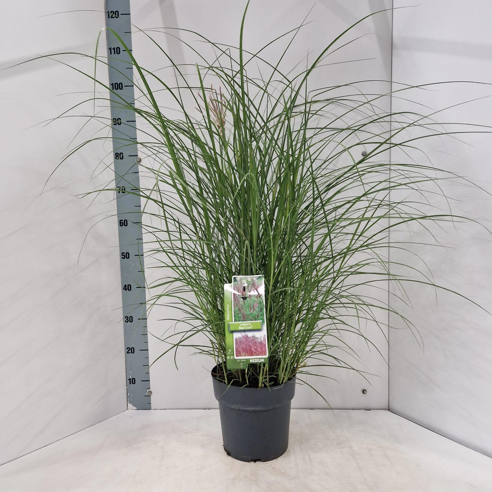 Miscanthus sin. 'Red Chief'.