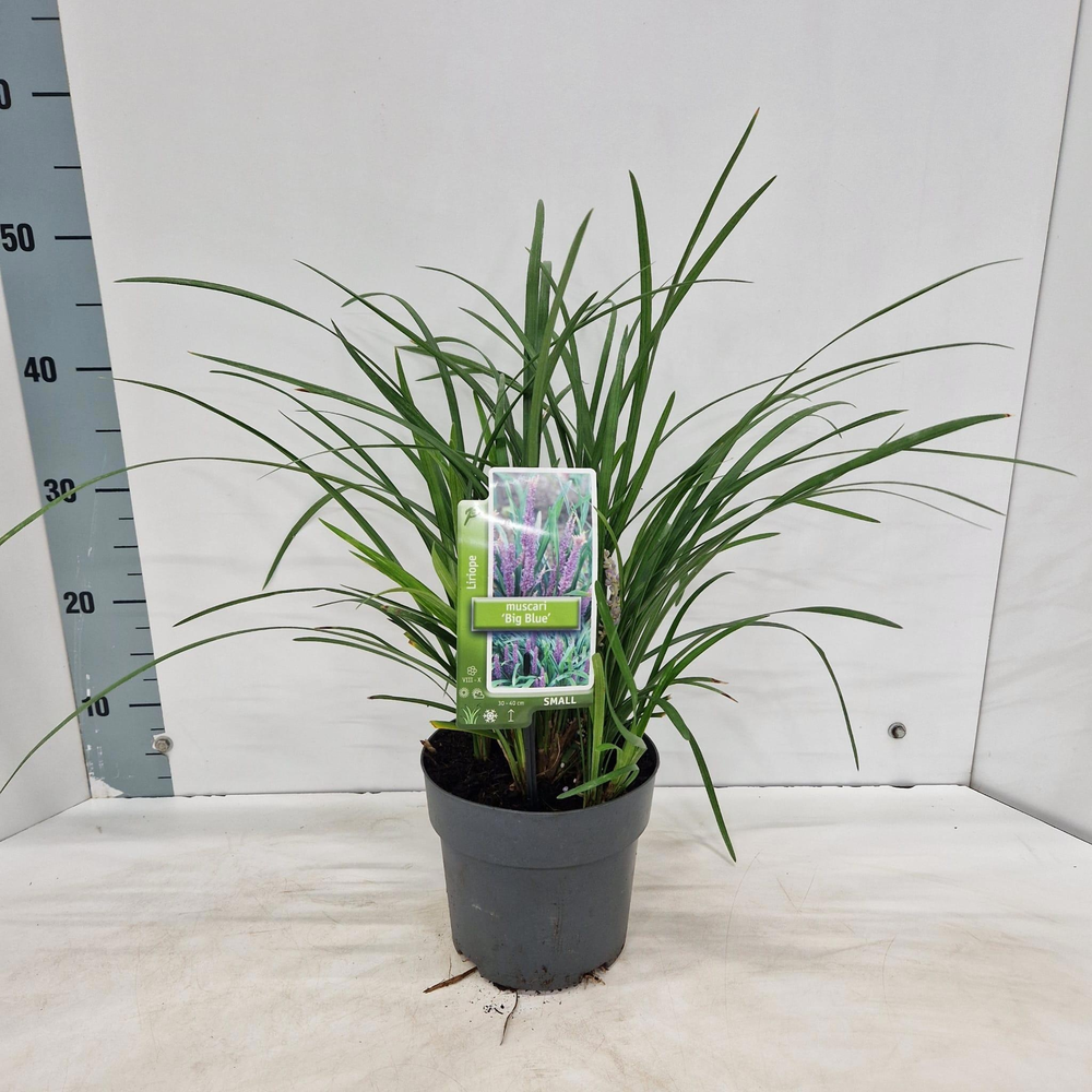 Liriope muscari 'Big Blue'.
