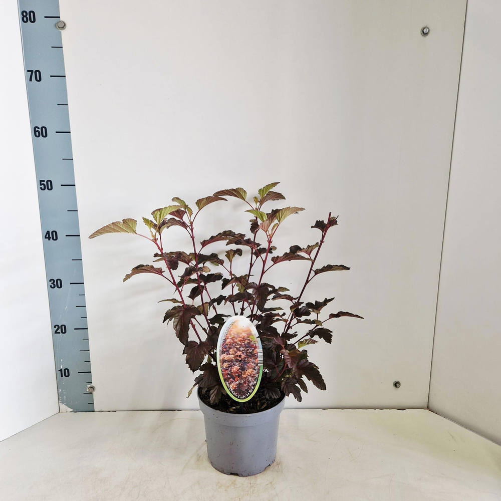 Physocarpus opulifolius Lady in Red ('Tuilad'PBR).