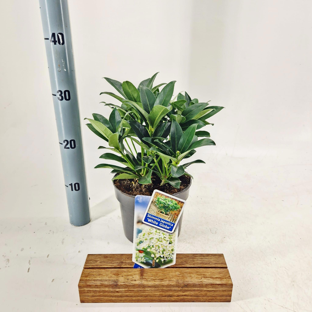 Skimmia jap. White Globe® ('FM1'PBR).