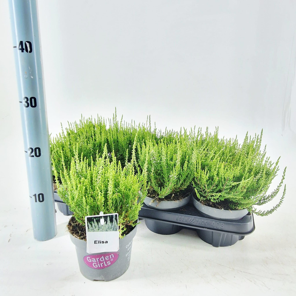 Calluna vulg. 'Elisa' (gg) PBR.