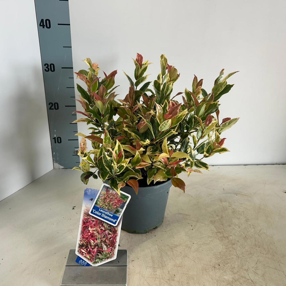 Leucothoe 'Color Diamond'.