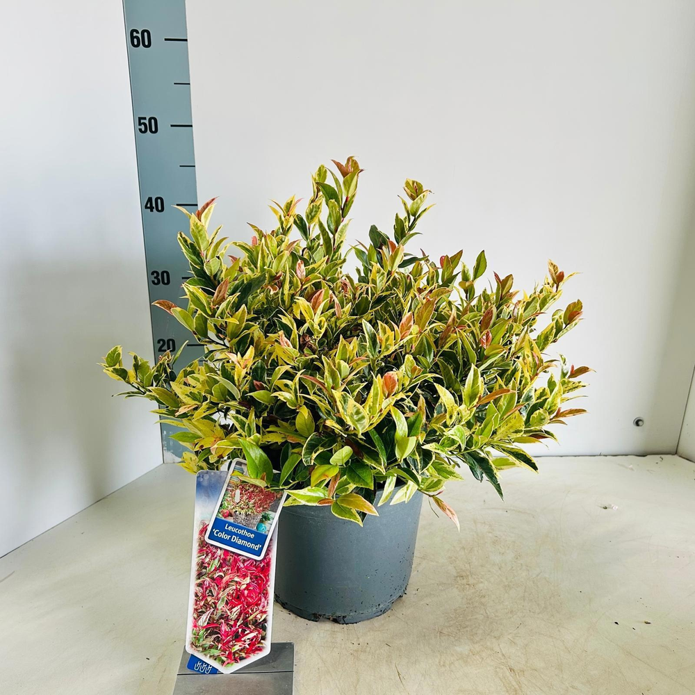 Leucothoe 'Color Diamond'.