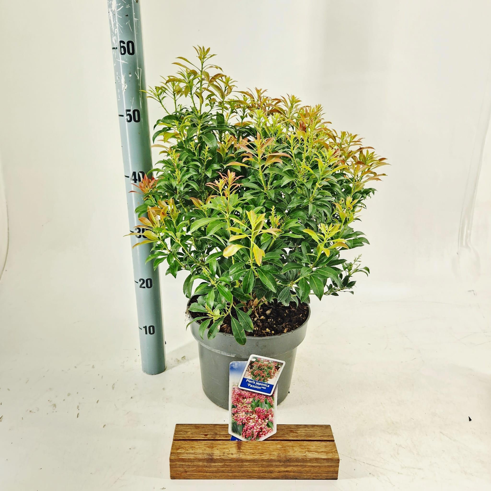 Pieris jap. 'Passion' PBR.