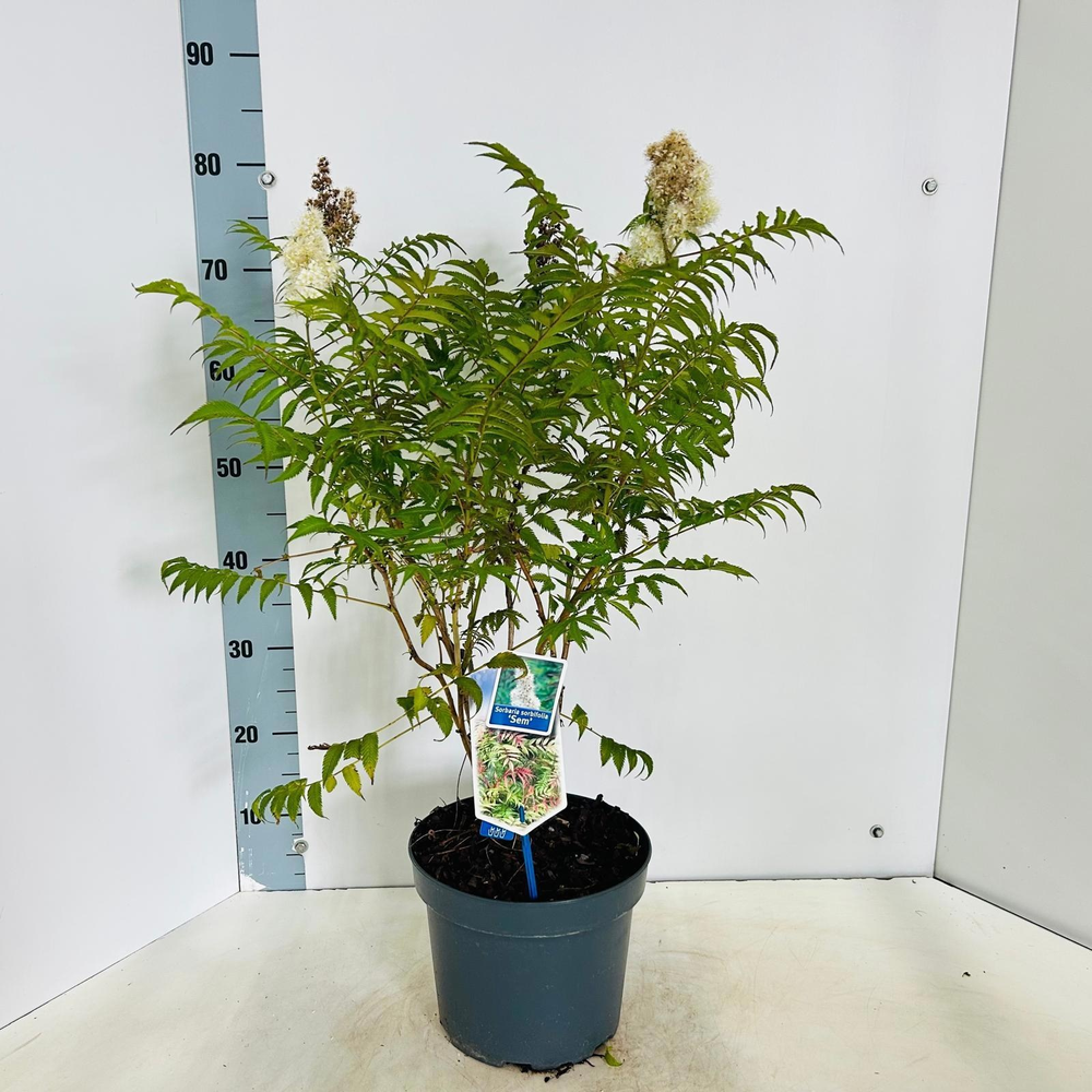 Sorbaria sorb. 'Sem' PBR.