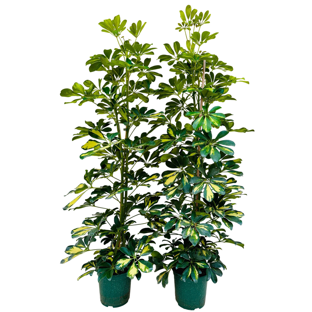 Schefflera dalton P21.