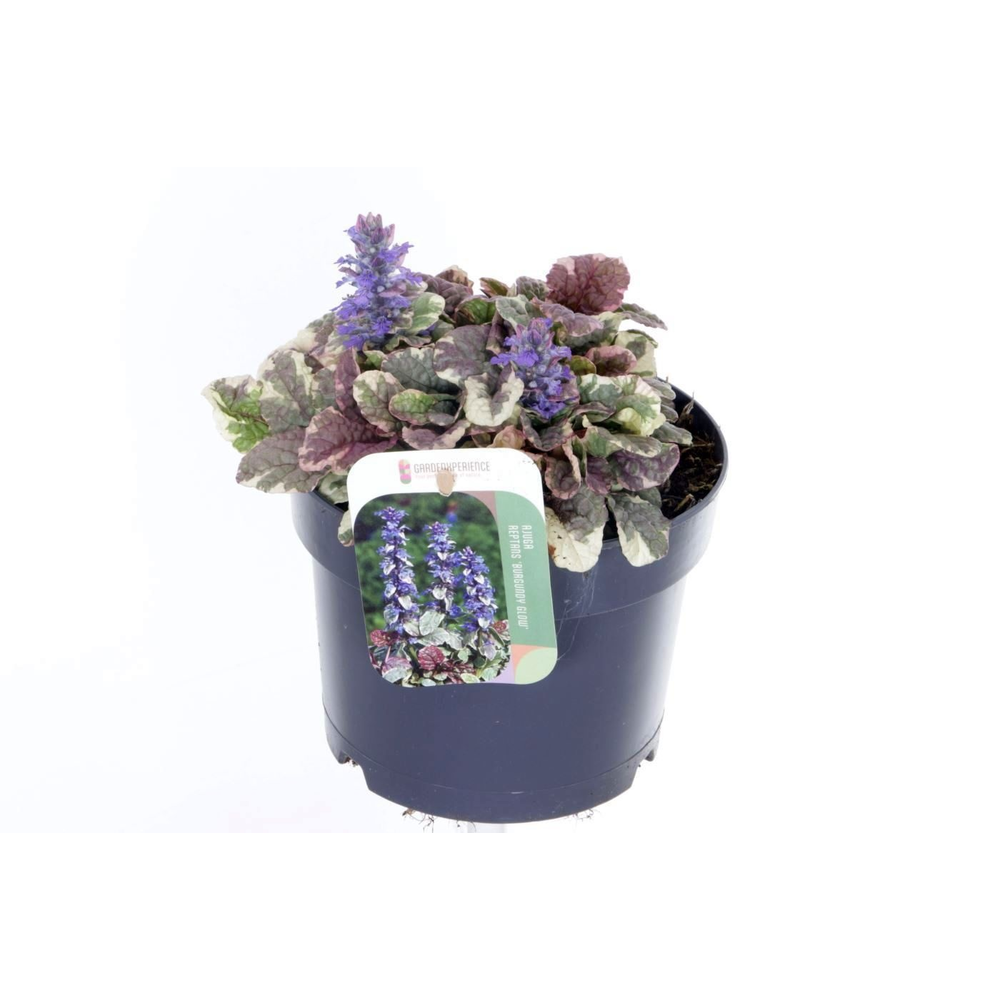 Ajuga reptans Burgundy Glow.