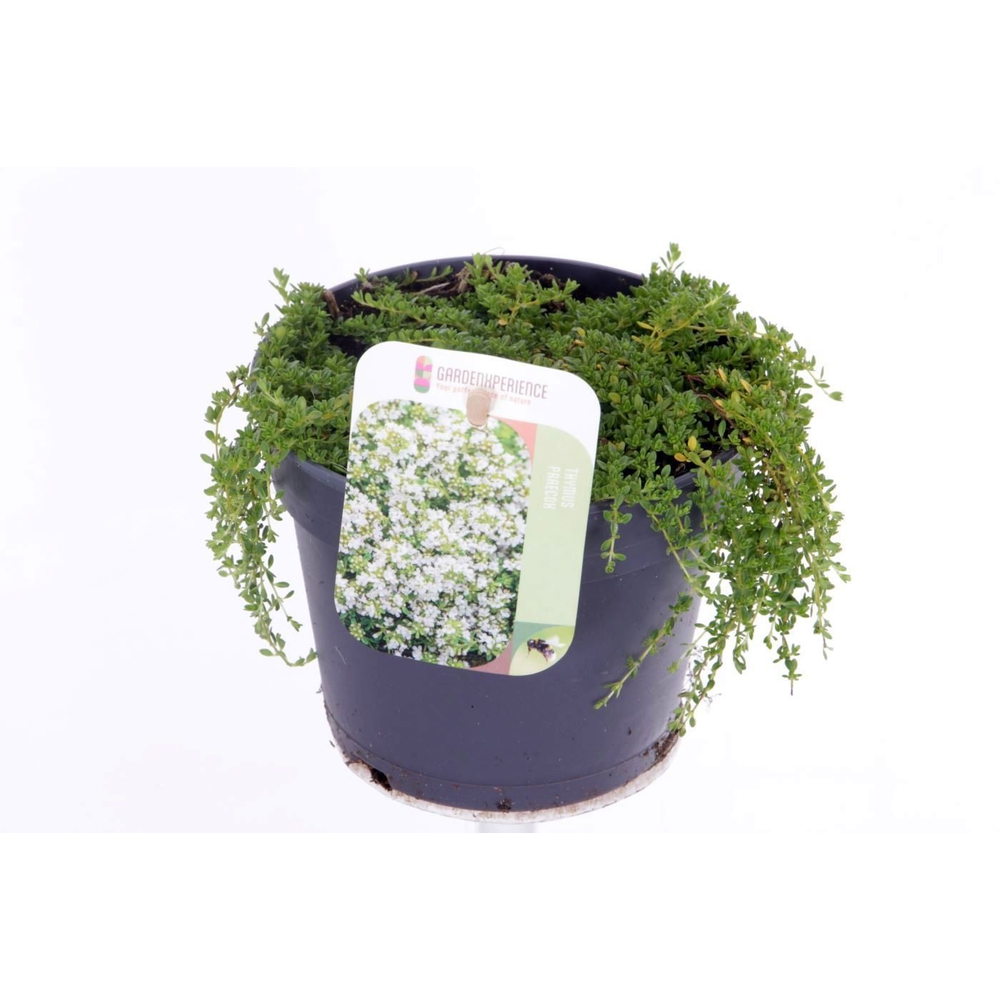 Thymus praecox Albiflorus.