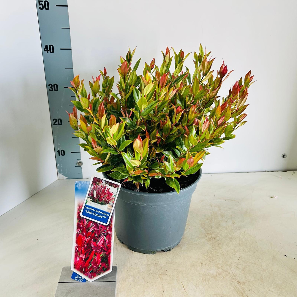 Leucothoe 'Little Flames' PBR.