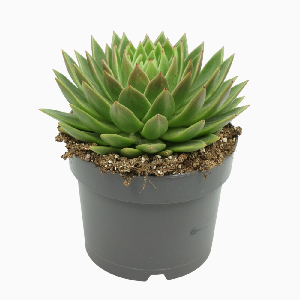 Echeveria agavoides 17 cm.