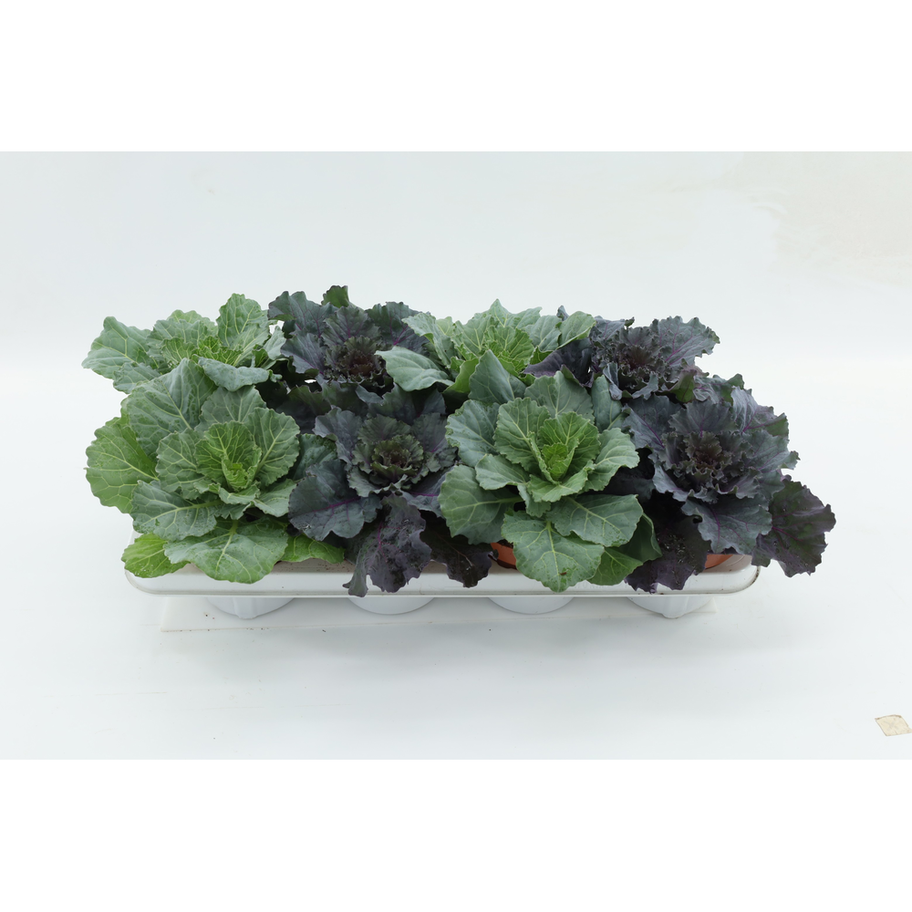 Brassica Glad.