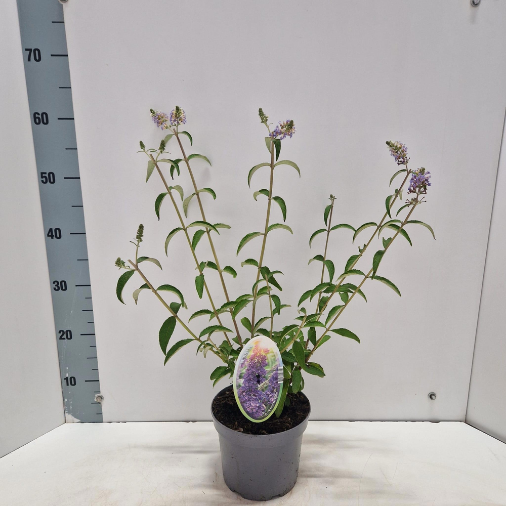 Buddleja dav. 'Empire Blue'.