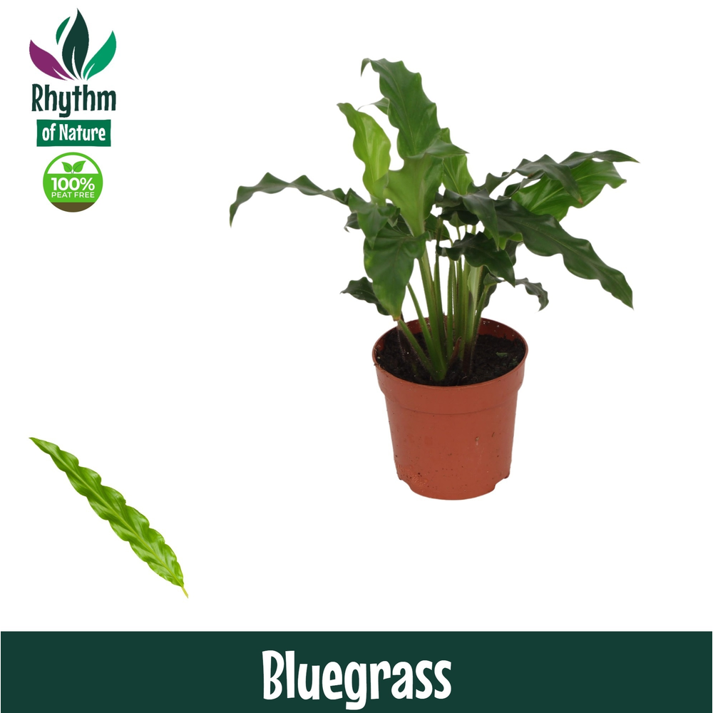 Calathea 7cm Bluegrass.