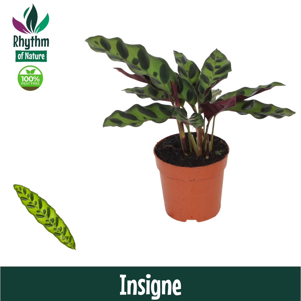 Calathea 7cm Insigne (Lancifolia).