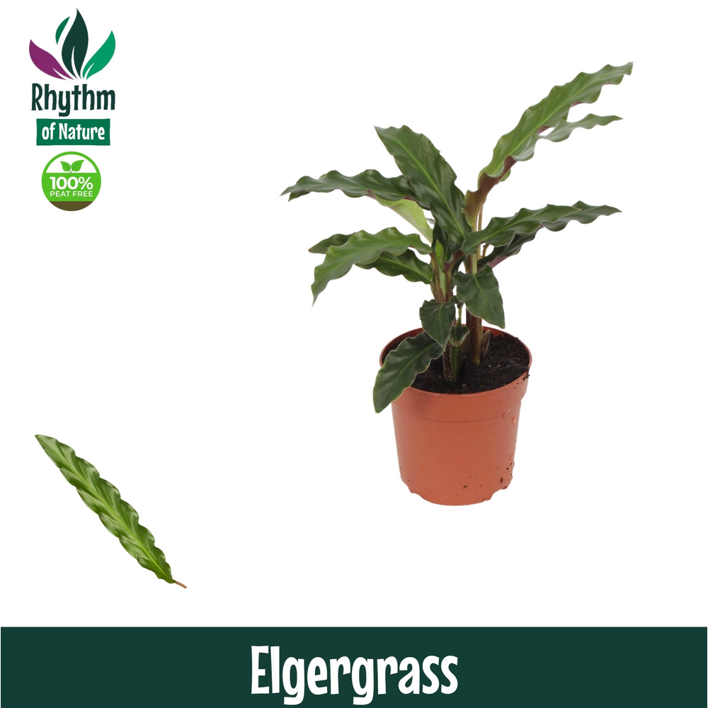Calathea 7cm Elgergrass.