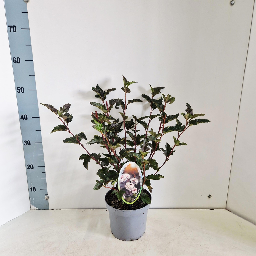 Physocarpus opulifolius 'Red Baron'.