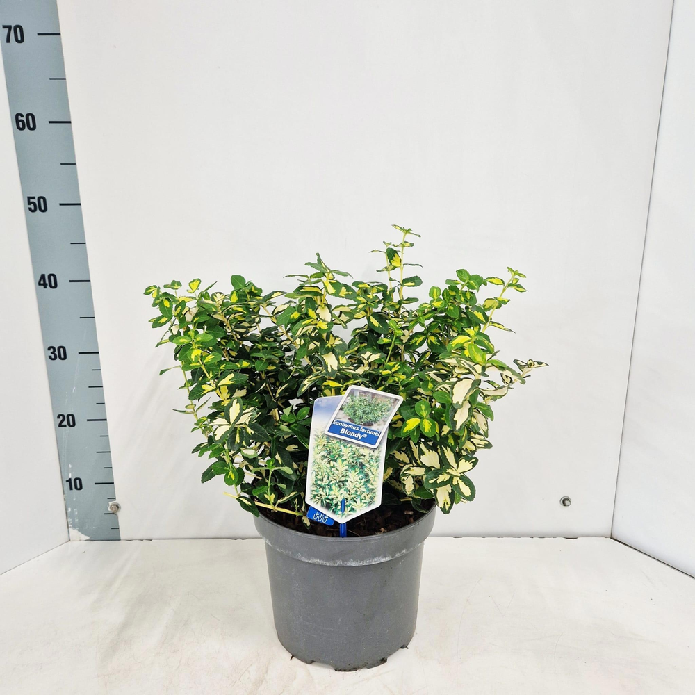 Euonymus fort. 'Blondy'®.
