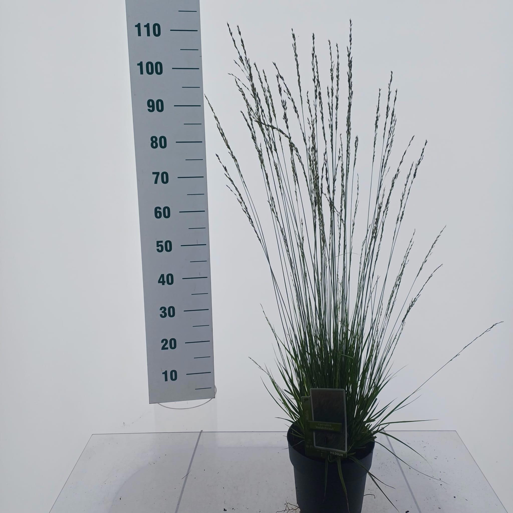 Molinia caerulea 'Heidebraut'.