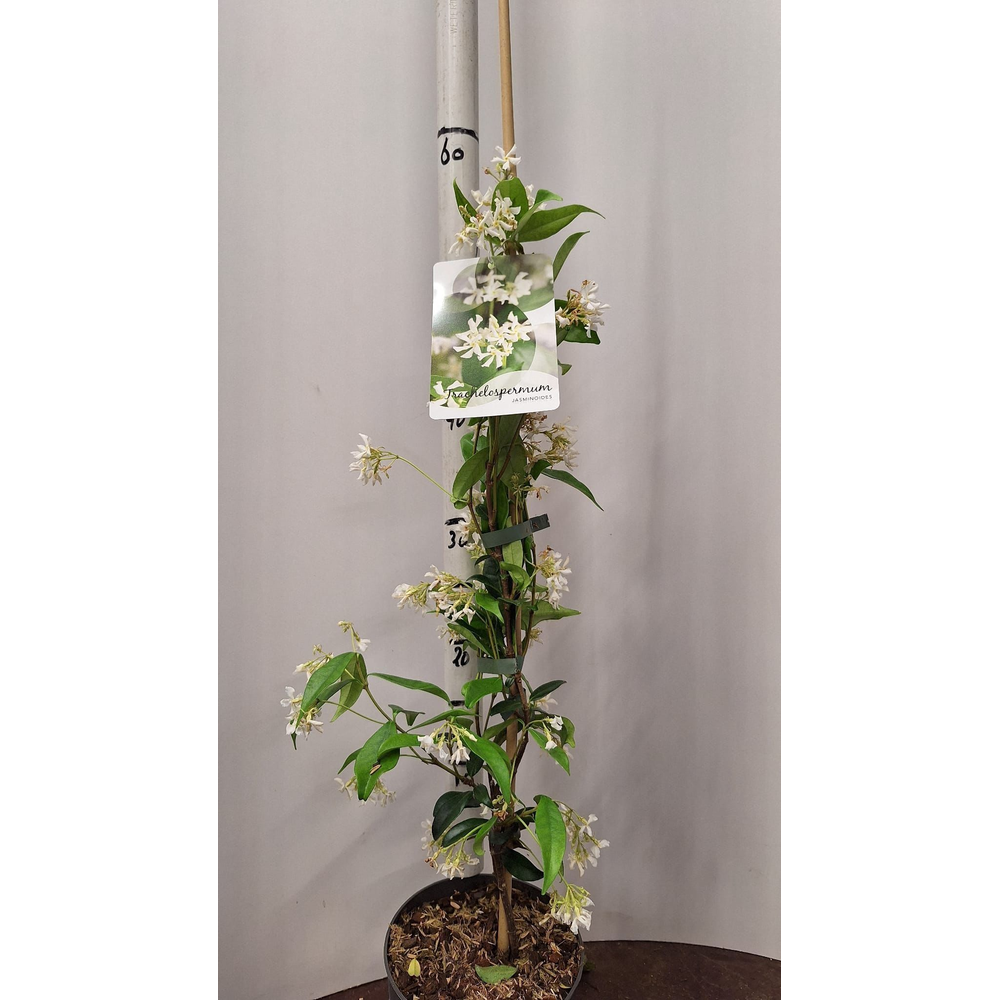 Trachelospermum jasminoides -- gestokt.