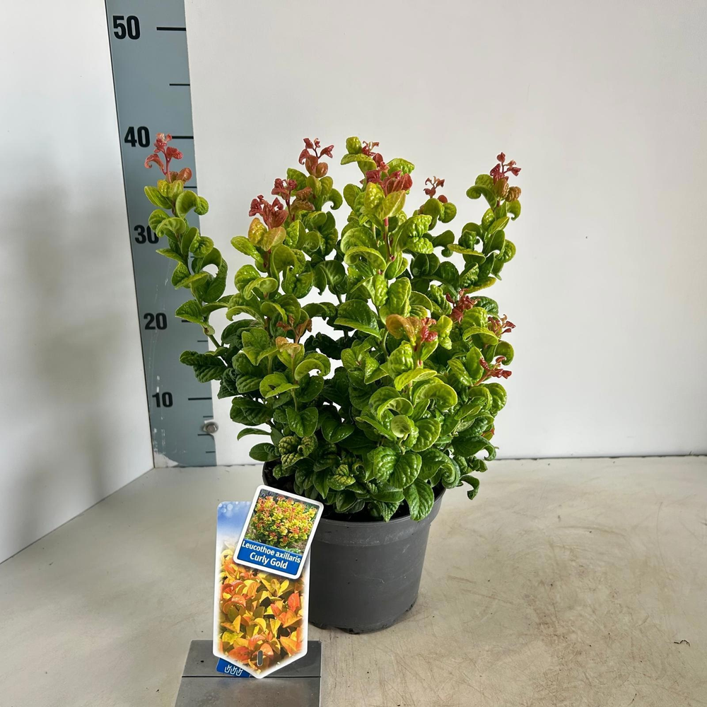 Leucothoe axillaris ‘Curly Gold’ PBR.