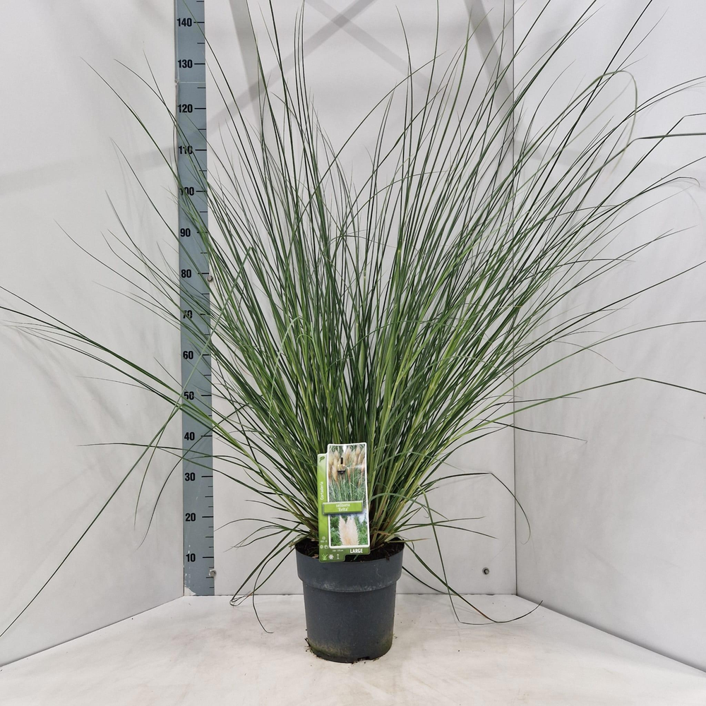 Cortaderia selloana 'Evita'.