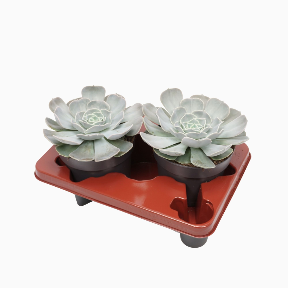 Echeveria pollux 17 cm.