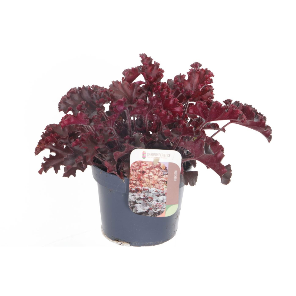 Heuchera Melting Fire.