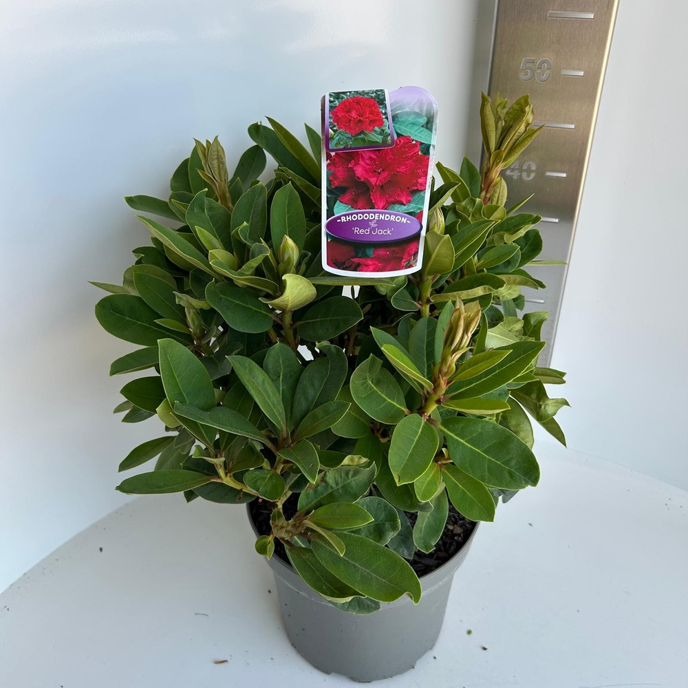 Rhododendron 'Red Jack'.