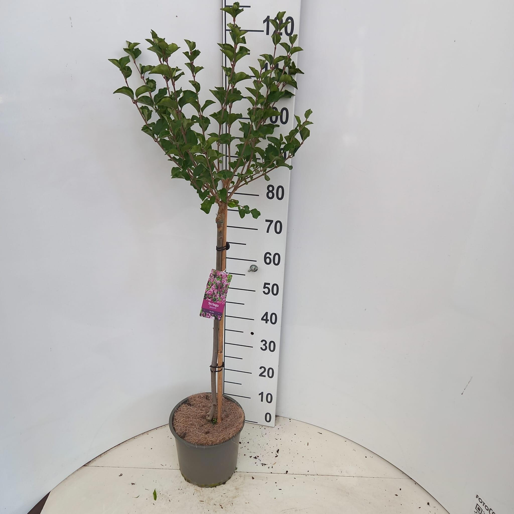 Syringa mey. 'Palibin' --stam 60 cm 1jr. kroon.
