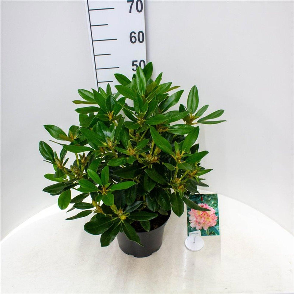 Rhododendron (Y) 'Percy Wiseman'.