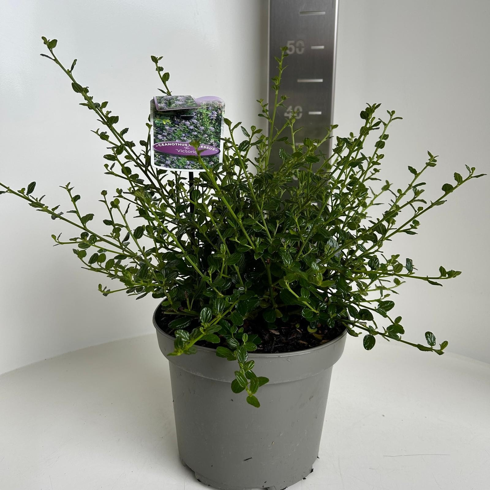Ceanothus impressus 'Victoria'.