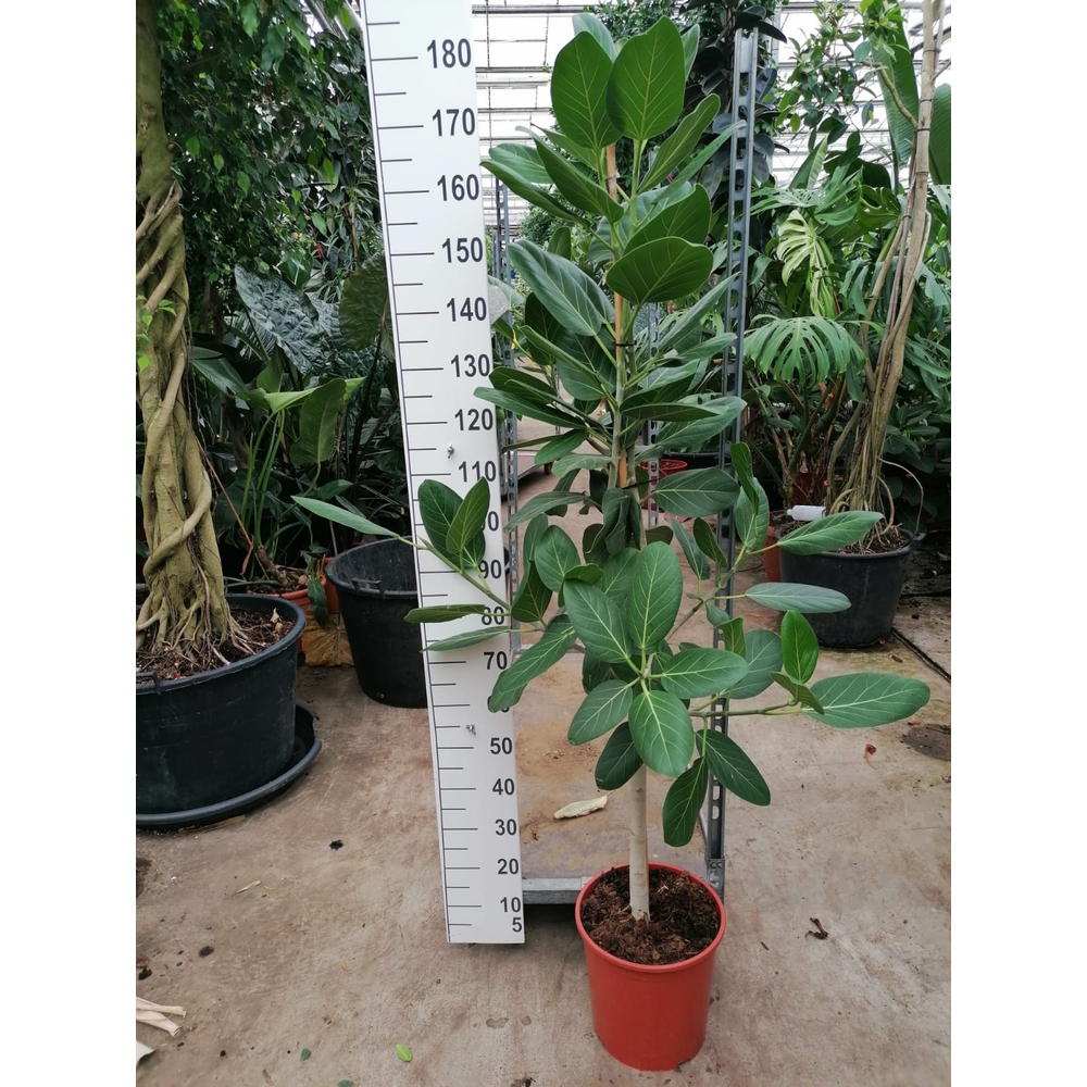Ficus Benghalensis Audry stam 160.
