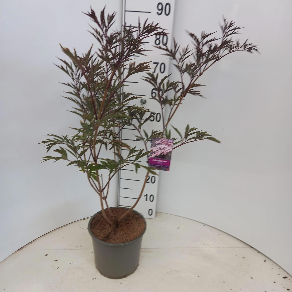 Sambucus nigra Black Lace ('Eva'PBR).